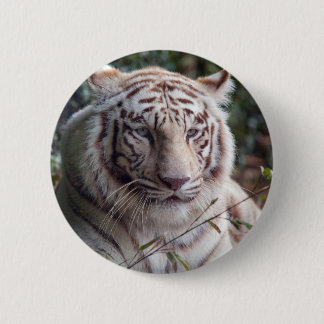 Badge Rond 5 Cm Tigre de Bengale blanc