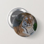 Badge Rond 5 Cm Tigres du Bengale (Devant & derrière)