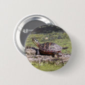 Badge Rond 5 Cm Tortue peinte orientale (Devant & derrière)