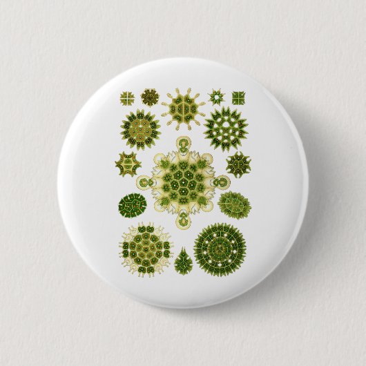 Badge Rond 5 Cm Une algue verte (Devant)