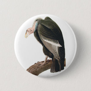 Badge Rond 5 Cm Vautour de Californie (Condor), Audubon Fine Art