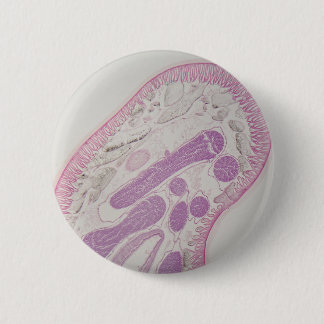 Badge Rond 5 Cm Ver parasite de nématode (espèces d'ascaride)