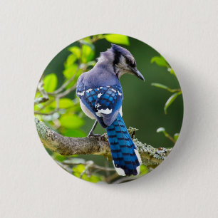 Badge Rond 5 Cm Vêtements Cadeaux de Photographie de Nature Geai B