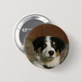 Badge Rond 5 Cm Vieux Headshot de chiot de border collie de 12 (Devant & derrière)