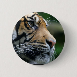 Badge Rond 5 Cm Visage magnifique de tigre de Bengale