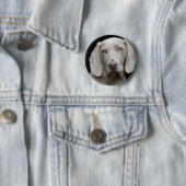 Badge Rond 5 Cm Weimaraner Silver Grey (En situation)