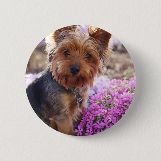 Badge Rond 5 Cm Yorkshire Terrier (Devant)