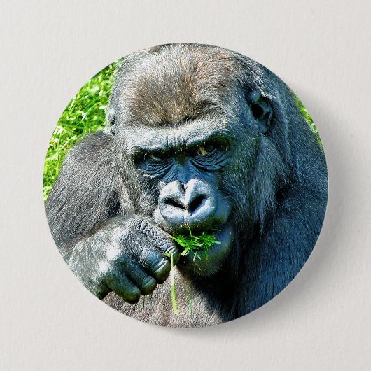 BADGE ROND 7,6 CM ANIMAUX SAUVAGES - GORILLAS (Devant)