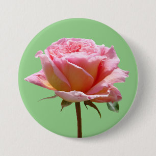 Badge Rond 7,6 Cm Belle Rose Rose Gros Gros De La Poussière. Bouton 