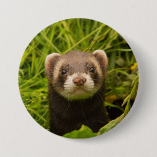 Badge Rond 7,6 Cm Ferret Brown dans l'herbe