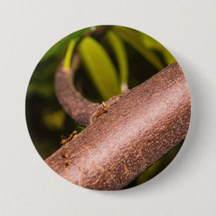 Badge Rond 7,6 Cm Fourmis tisserandes sur un bois