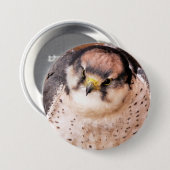 BADGE ROND 7,6 CM LANNER FALCON (Devant & derrière)
