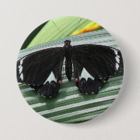 Papillon tropical noir et blanc