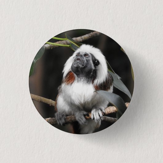 Badge Tamarin (Devant)