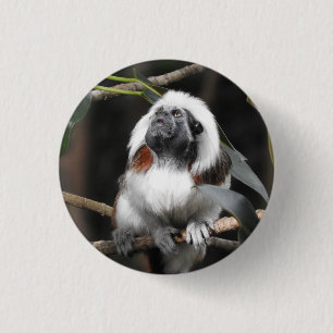 Badge Tamarin