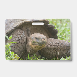 Badge Tortue géante