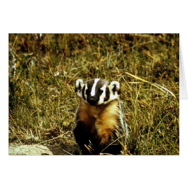 Badger (Voorkant Horizontaal)