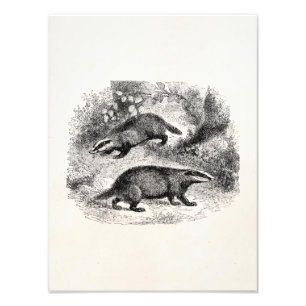  Badger 1800s Illustratie Badgers Foto Afdruk