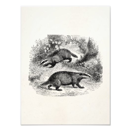  Badger 1800s Illustratie Badgers Foto Afdruk (Voorkant)