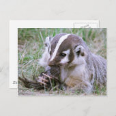 Badger Briefkaart (Voorkant / Achterkant)