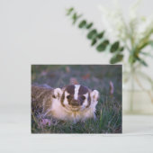 Badger Briefkaart (Staand voorkant)