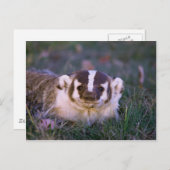 Badger Briefkaart (Voorkant / Achterkant)