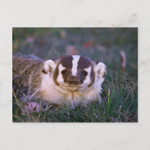 Badger Briefkaart