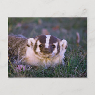 Badger Briefkaart