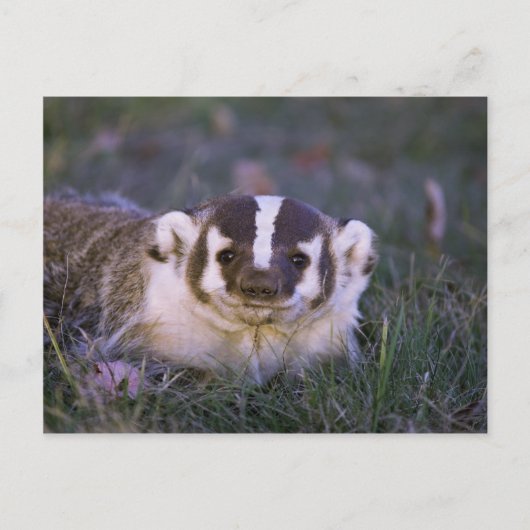 Badger Briefkaart (Voorkant)