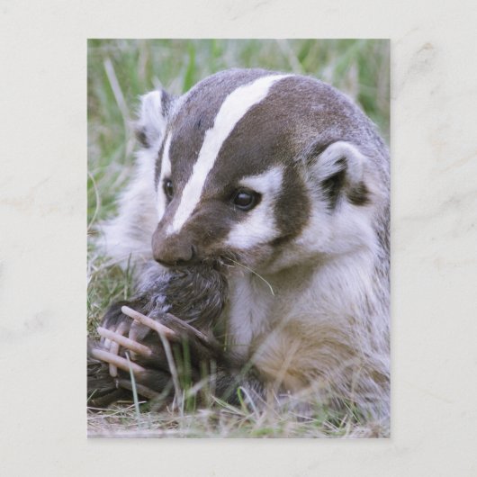 Badger Briefkaart (Voorkant)