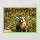 Badger Briefkaart (Voorkant)
