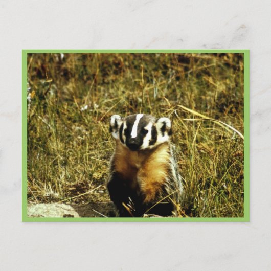 Badger Briefkaart (Voorkant)