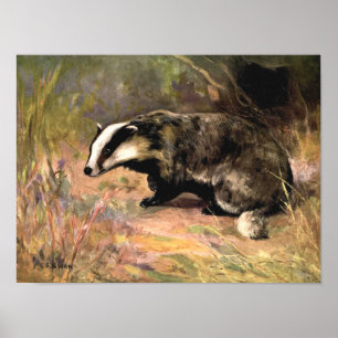 Badger by CE Swan, bosdieren Poster