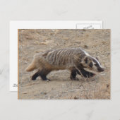 Badger Walking Briefkaart (Voorkant / Achterkant)