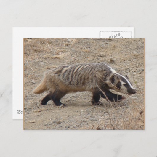 Badger Walking Briefkaart (Voorkant / Achterkant)
