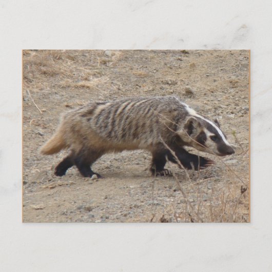 Badger Walking Briefkaart (Voorkant)