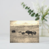 Badlands Bison Briefkaart (Staand voorkant)