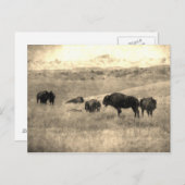 Badlands Bison Briefkaart (Voorkant / Achterkant)