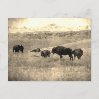 Badlands Bison Briefkaart
