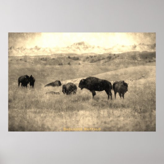 Badlands Bison Poster (Voorkant)