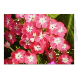 Badrinath Valley of Flowers 1