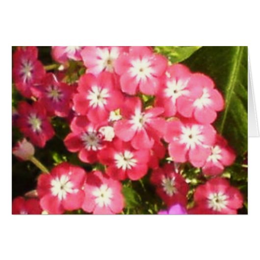 Badrinath Valley of Flowers 1 (Voorkant Horizontaal)