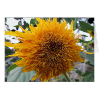 Bagable Sunflower