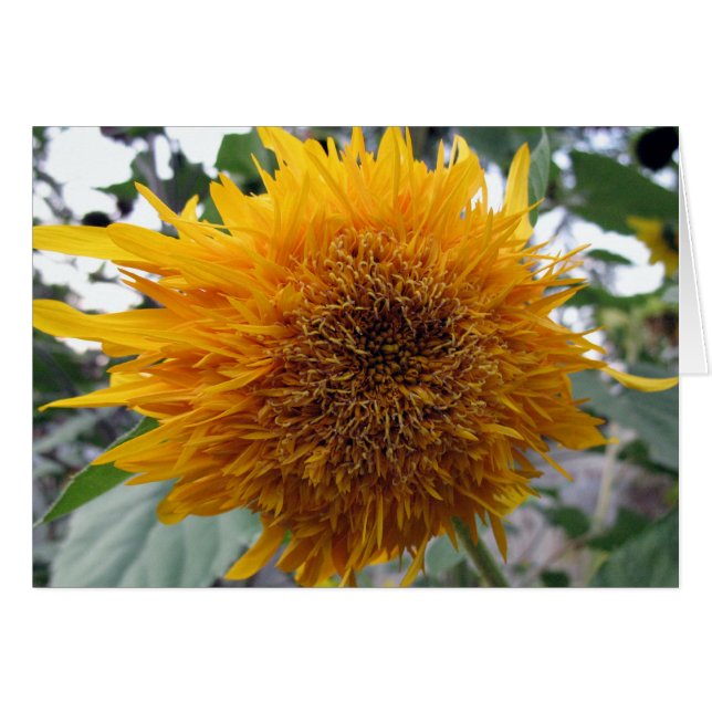 Bagable Sunflower (Voorkant Horizontaal)