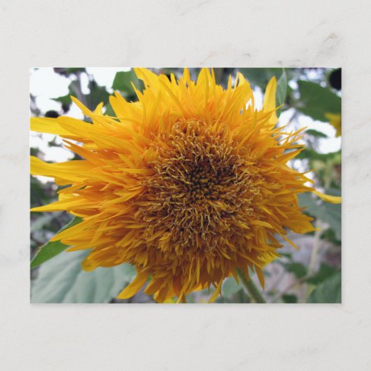 Bagable Sunflower Briefkaart (Voorkant)