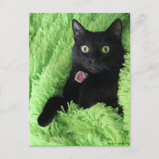 Bagheera la carte postale de chat noir