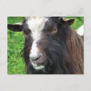 Bagot Goat Rare Breed Briefkaart