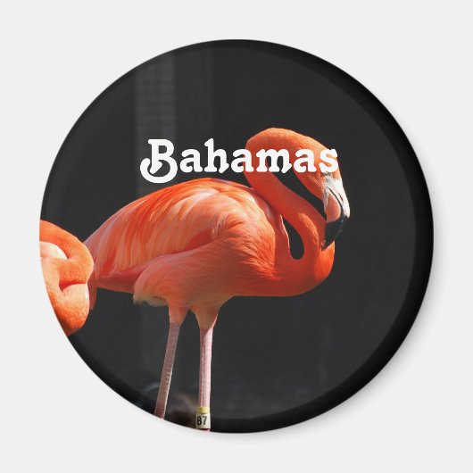 Bahamaanse flamingo magneet (Voorkant)