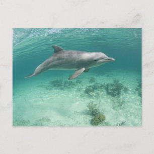 Bahamas, Grand Bahama Island, Freeport, Gevangene Briefkaart