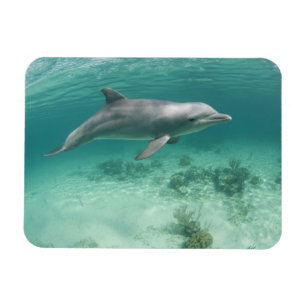 Bahamas, Grand Bahama Island, Freeport, Gevangene  Magneet